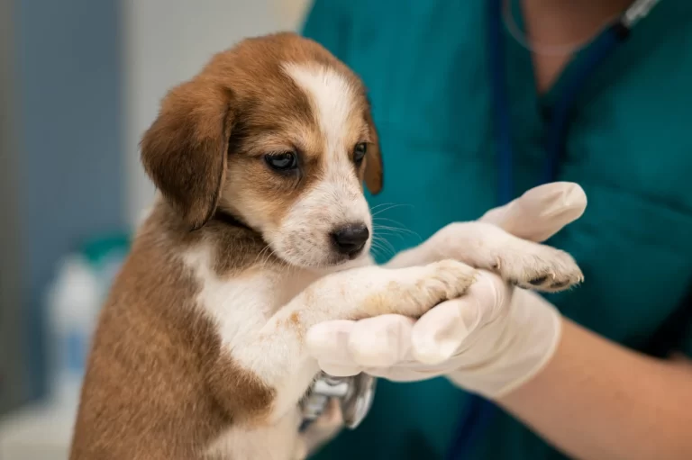 vet clinic e cachorro